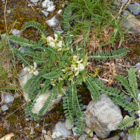Oxytropis campestris whole