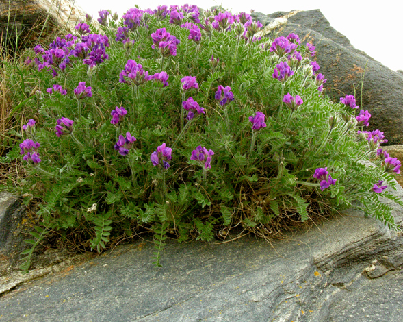 Oxytropis halleri whole