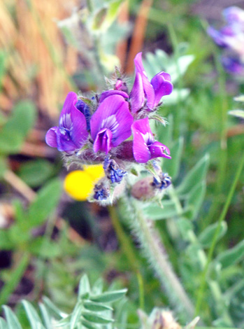 Oxytropis halleri close Andorra