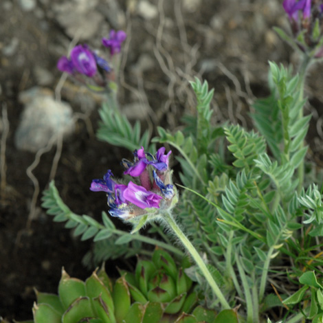 Oxytropis halleri whole Andorra