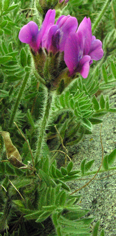 Oxytropis halleri close
