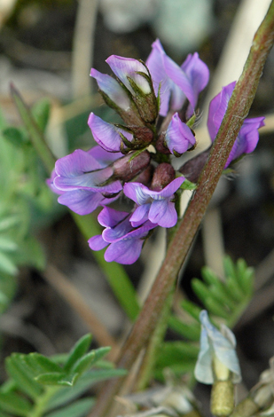 Oxytropis jacquinii close