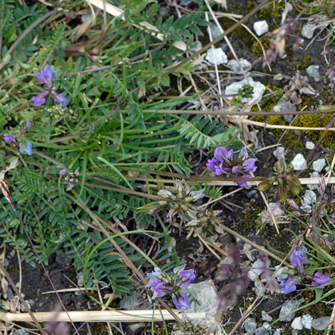 Oxytropis jacquinii whole