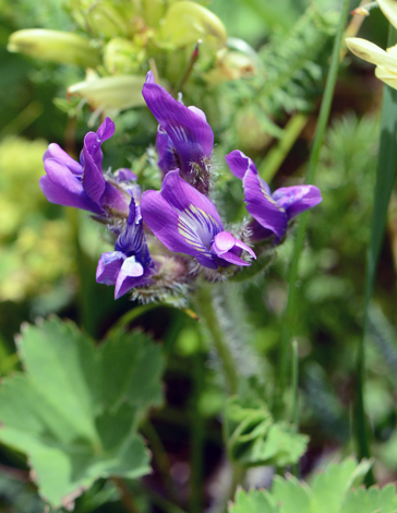 Oxytropis owerinii close