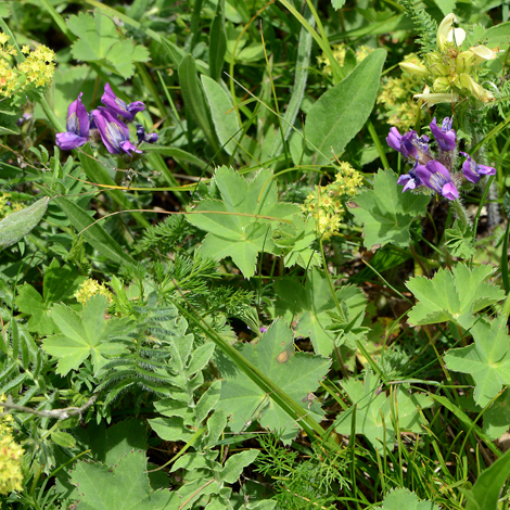 Oxytropis owerinii whole