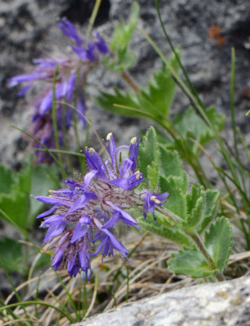 Paederota bonarota close