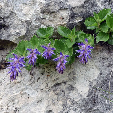 Paederota bonarota whole