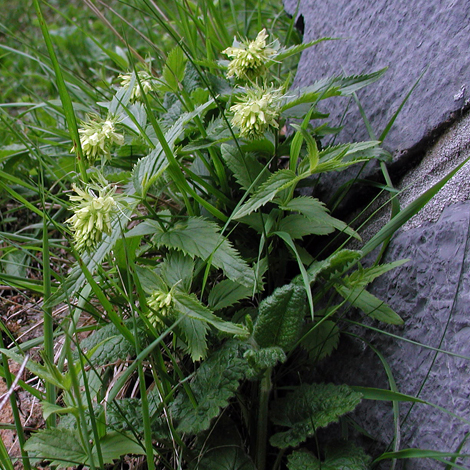 Paederota lutea whole