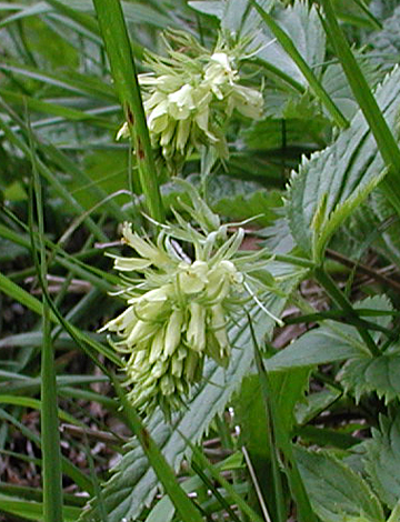 Paederota lutea close