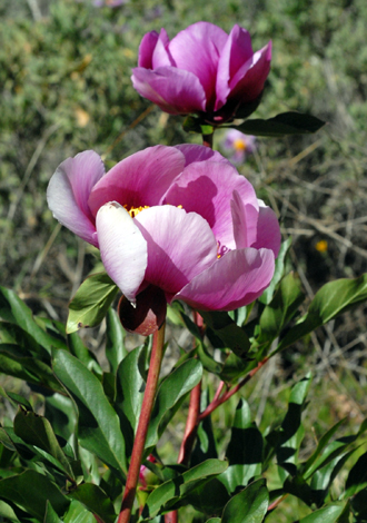 Paeonia broteroi flower