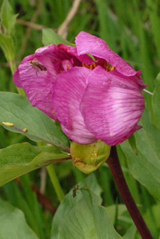 Paeonia mascula close