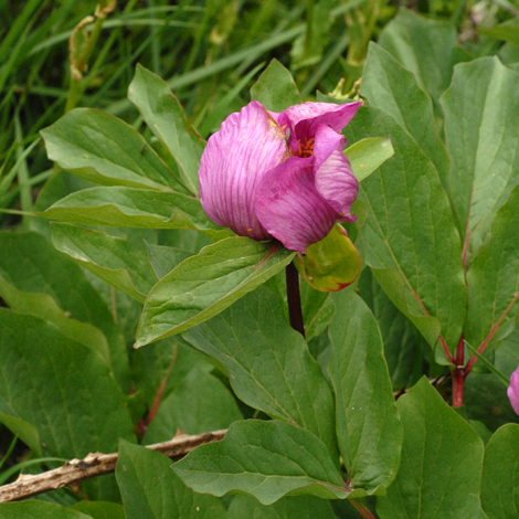 Paeonia mascula whole