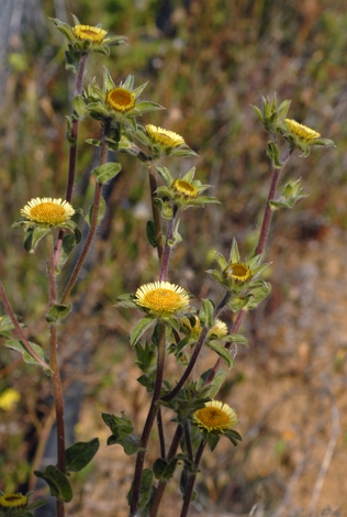 Pallenis spinosa close