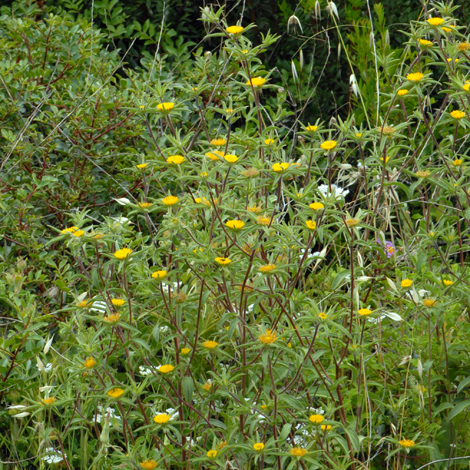 Pallenis spinosa whole