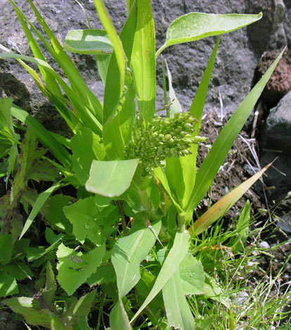 Panicum miliacum