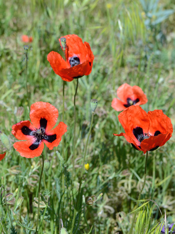 Papaver arenarium close