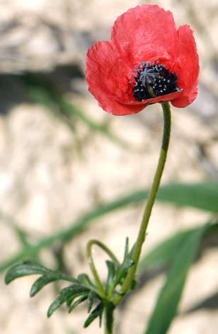 Papaver argemone close