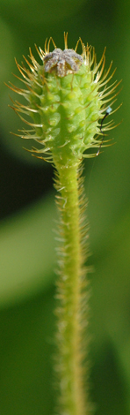 Papaver argemone fruit