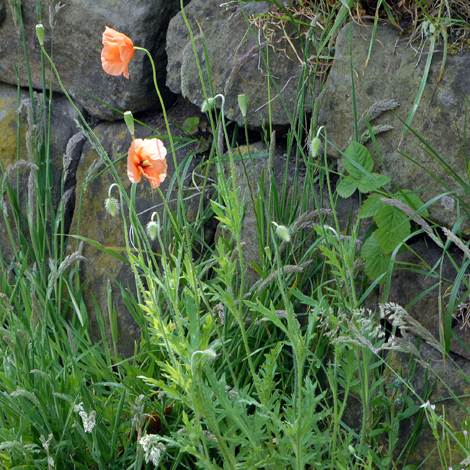 Papaver dubium whole