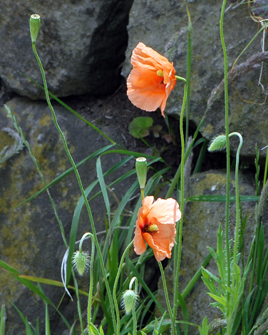 Papaver dubium close