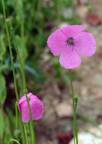 Papaver gracile close
