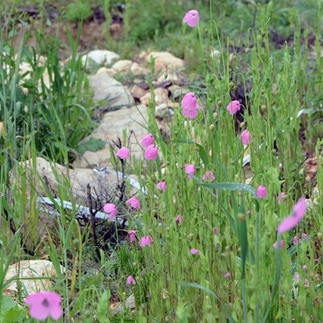 Papaver gracile habitat