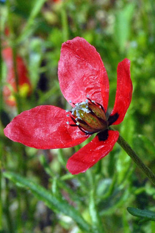 Papaver hybridum flower