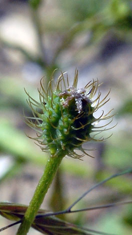 Papaver hybridum fruit