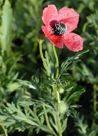 Papaver hybridum Spain