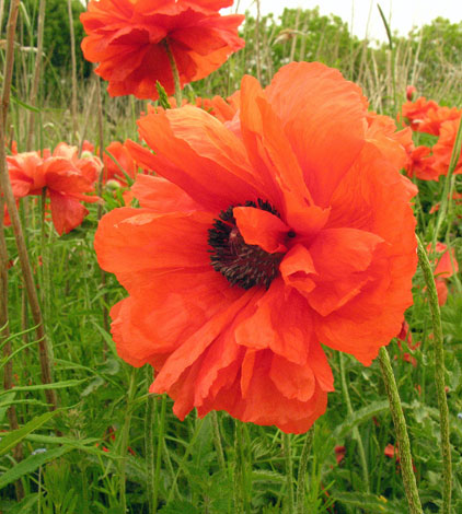 Papaver pseudoorientale