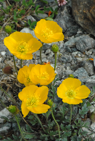 Papaver rhaeticum close
