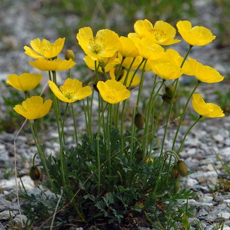 Papaver rhaeticum whole