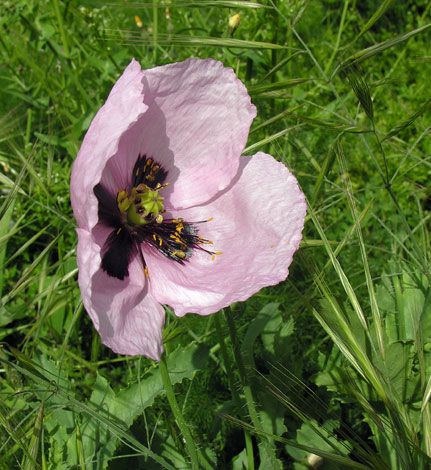 Papaver somniferum (Gozo)