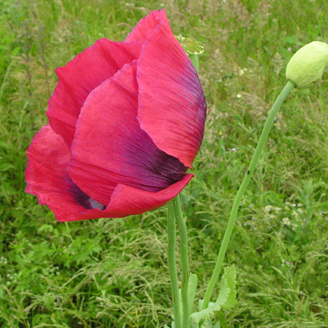 Papaver somniferum