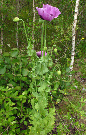 Papaver somniferum whole