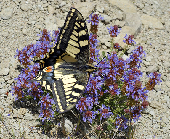 Papillon machaon Spain