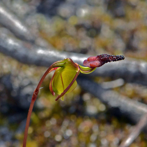 Pracaleana nigrita close