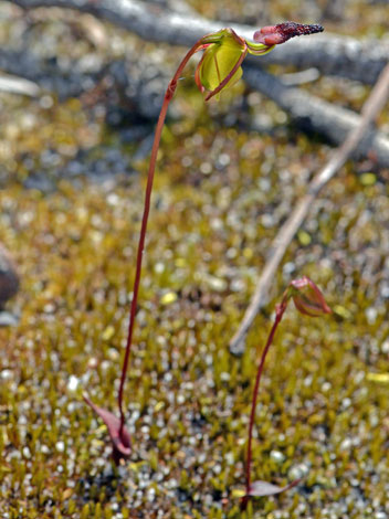 Pracaleana nigrita whole