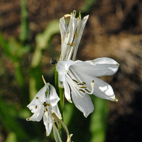Paradisea liliastrum close