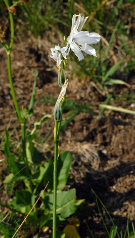 Paradisea liliastrum whole