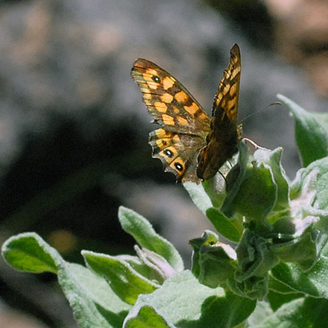 Pararge aegeria ssp aegeria upper