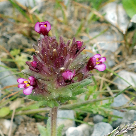 Parentucellia latifolia close