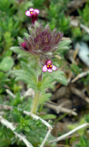 Parentucellia latifolia whole