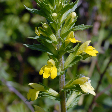 Parentucellia viscosa close