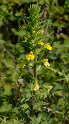 Parentucellia viscosa whole