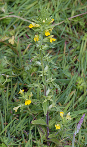 Parentucellia viscosa whole