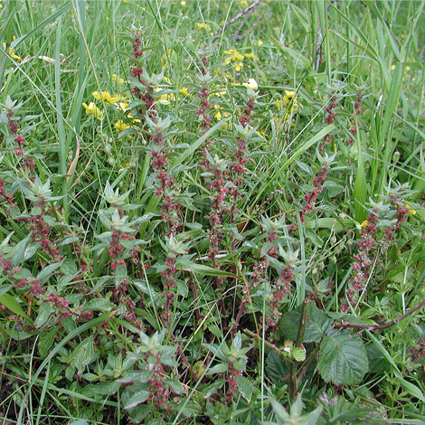 Parietaria judaica whole 
