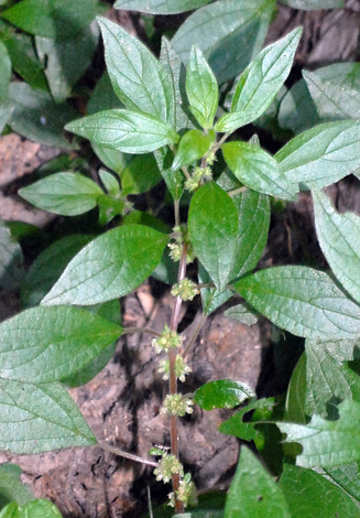 Parietaria officinalis close
