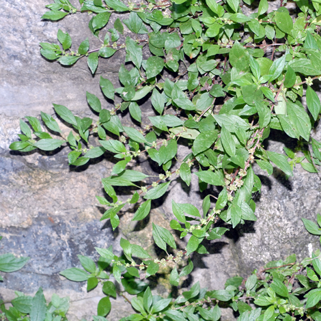 Parietaria officinalis whole