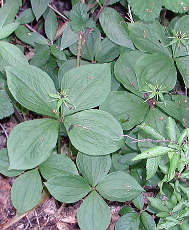 Paris quadrifolia whole